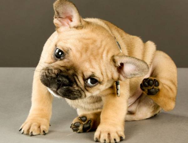 Лупа у собаки: причини і профілактика