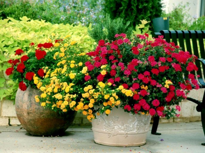 Ампельна герань | Догляд за ампельної геранню