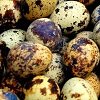 Скільки перепелиних яєць можна їсти в день?