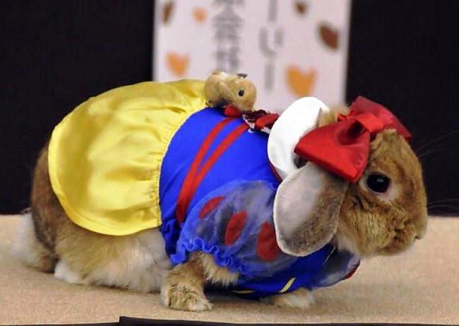 Одяг для кроликів