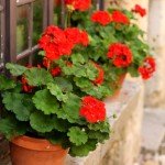 Ампельна герань | Догляд за ампельної геранню