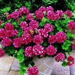 Ампельна герань | Догляд за ампельної геранню