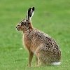 Скільки років живе заєць?