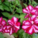 Ампельна герань | Догляд за ампельної геранню