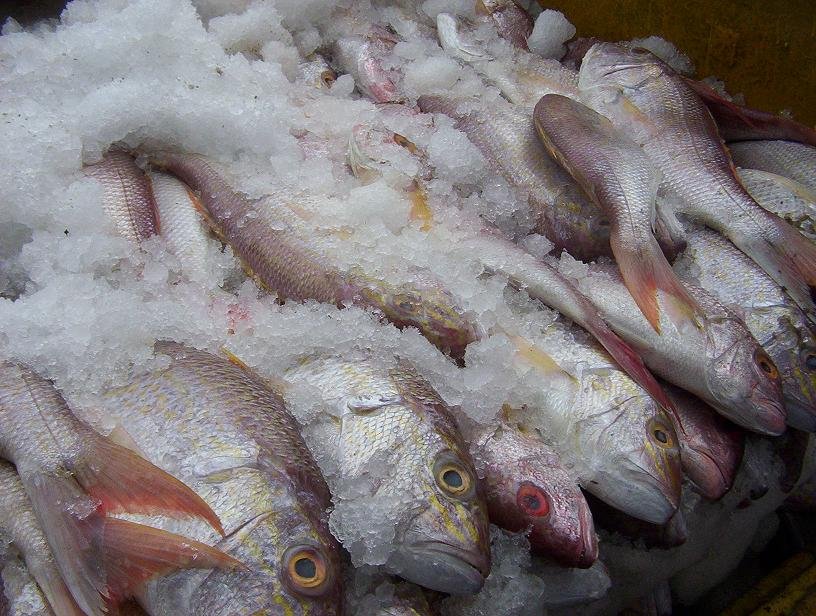 Рекомендації по вибору свіжої риби