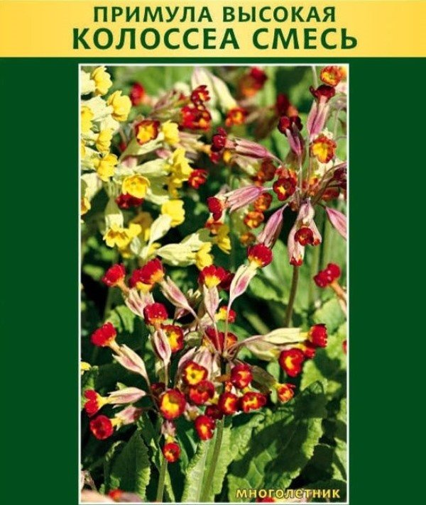 Вирощування кімнатній примули | Догляд за кімнатної примулою