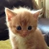 Скільки кошенят народжується у кішки?