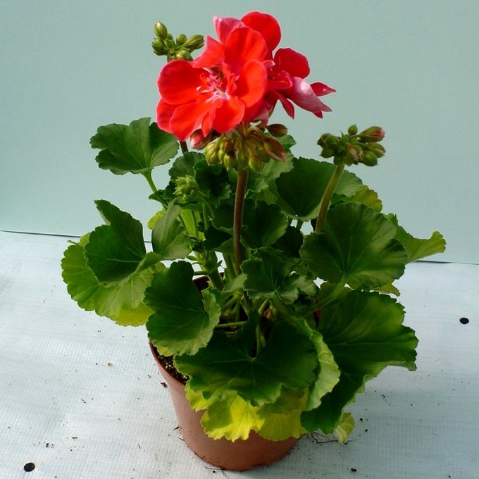 Ампельна герань | Догляд за ампельної геранню