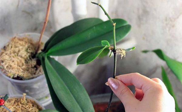 Як розмножити орхідею в домашніх умовах?