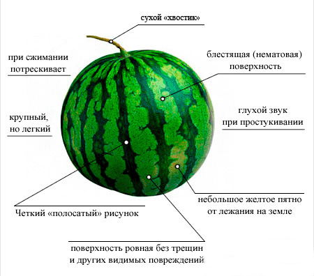 Поради по вибори смачного кавуна