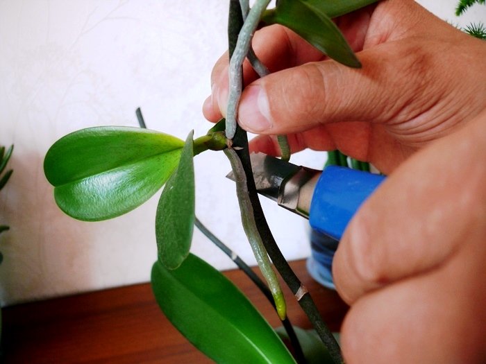 Орхідея фаленопсис в домашніх умовах | Як доглядати за домашніми орхідеями