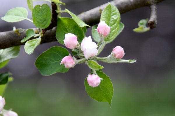 Чим підживити яблуню навесні перед цвітінням і після збору врожаю?