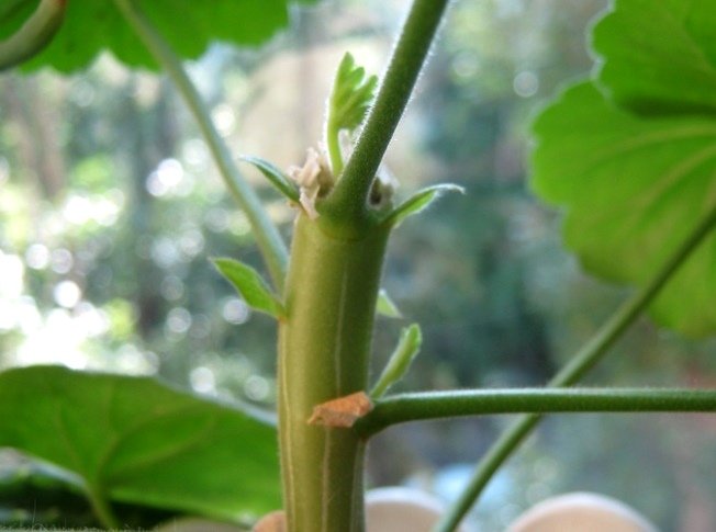 Ампельна герань | Догляд за ампельної геранню