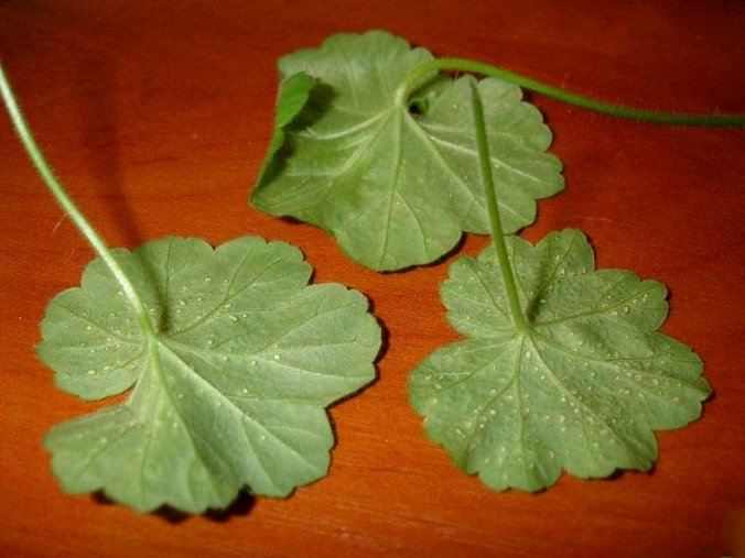 Ампельна герань | Догляд за ампельної геранню