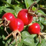 Шипшина при вагітності Шипшина при вагітності