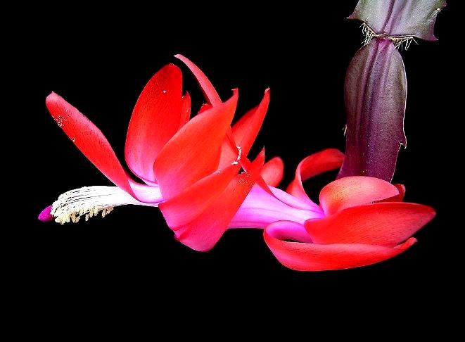 Квітка декабрист | Квітка декабрист фото