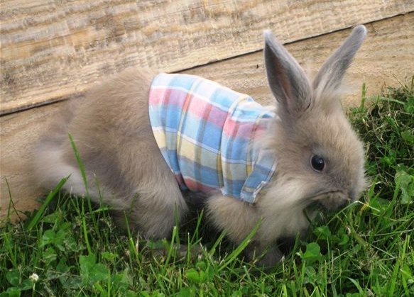Одяг для кроликів