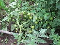 Що робити, якщо погано росте розсада помідорів?