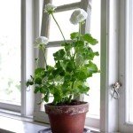 Ампельна герань | Догляд за ампельної геранню