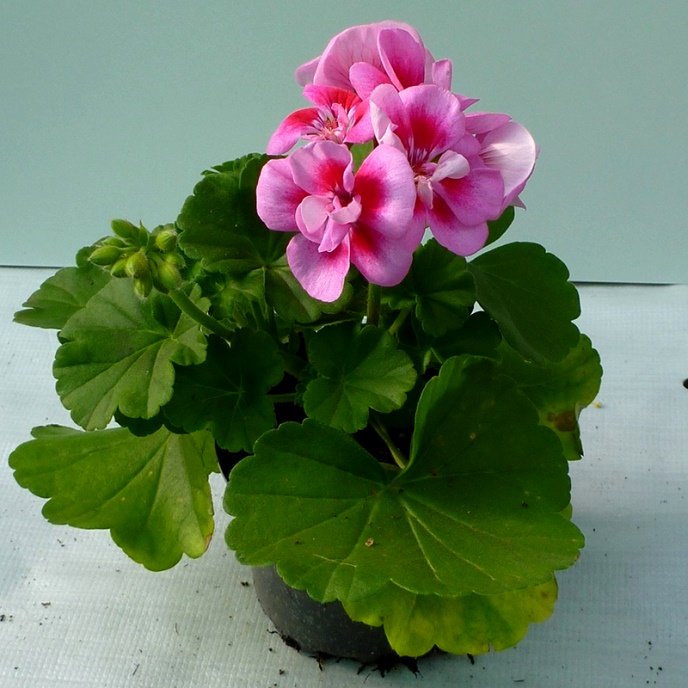 Ампельна герань | Догляд за ампельної геранню