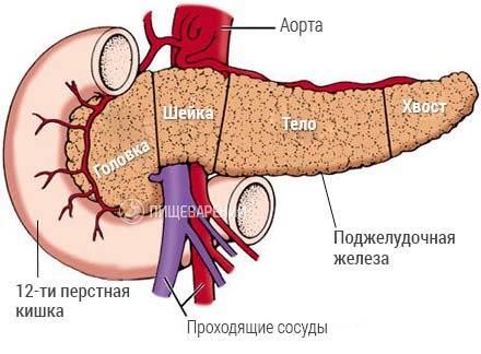 Де знаходиться підшлункова залоза, її точне розташування