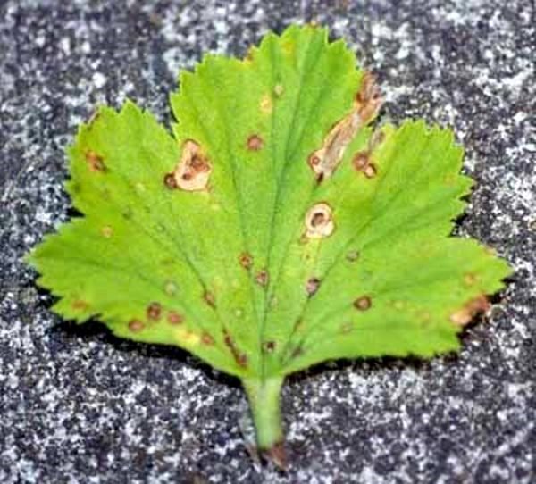 Ампельна герань | Догляд за ампельної геранню