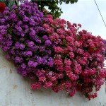 Ампельна герань | Догляд за ампельної геранню