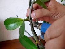 Як розмножити орхідею в домашніх умовах?