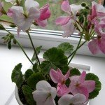Ампельна герань | Догляд за ампельної геранню