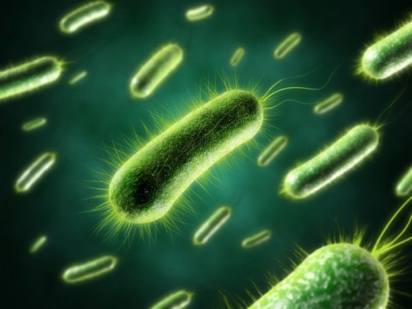 Аеробні бактерії для септиків і вигрібних ям