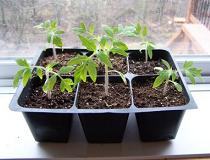 Коли садити розсаду помідорів, перцю та інших овочів?