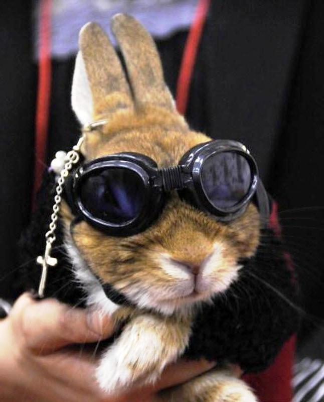 Одяг для кроликів