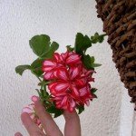 Ампельна герань | Догляд за ампельної геранню