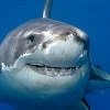 Скільки живуть акули?