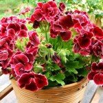 Ампельна герань | Догляд за ампельної геранню