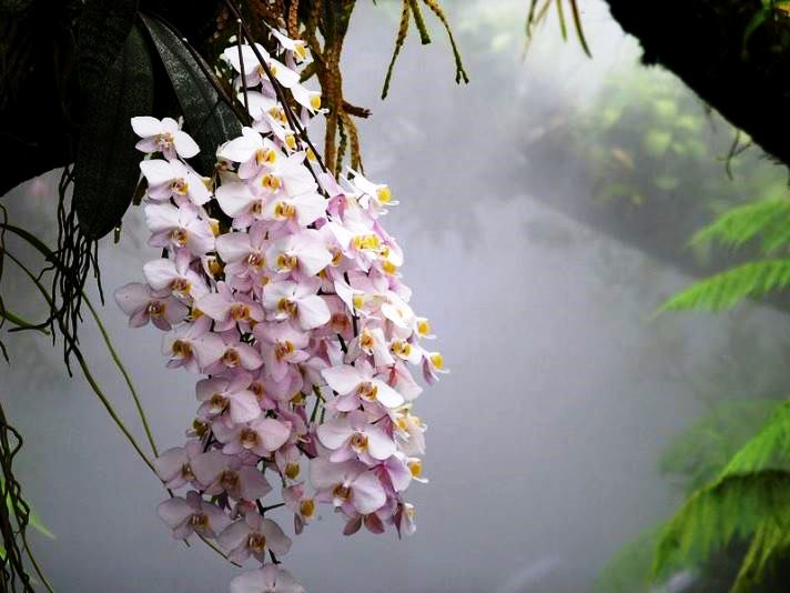 Орхідея фаленопсис в домашніх умовах | Як доглядати за домашніми орхідеями