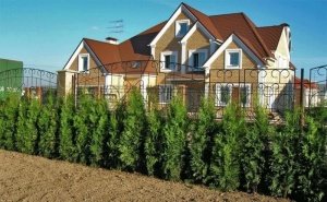 Швидкорослі хвойні рослини для живоплоту