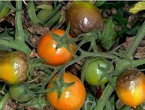 Чим обробити помідори від фітофтори народними засобами?