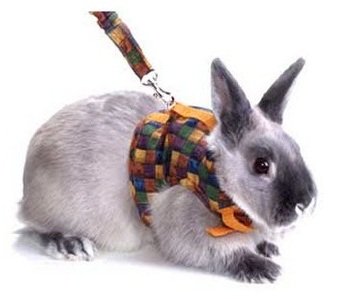 Одяг для кроликів