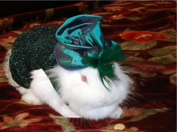 Одяг для кроликів