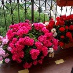 Ампельна герань | Догляд за ампельної геранню