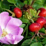 Шипшина при вагітності Шипшина при вагітності