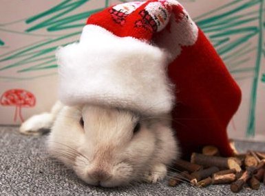 Одяг для кроликів