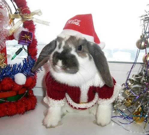 Одяг для кроликів