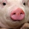 Скільки живуть свині?