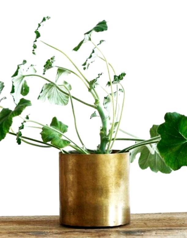 Ампельна герань | Догляд за ампельної геранню