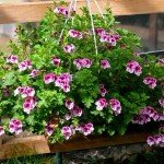 Ампельна герань | Догляд за ампельної геранню