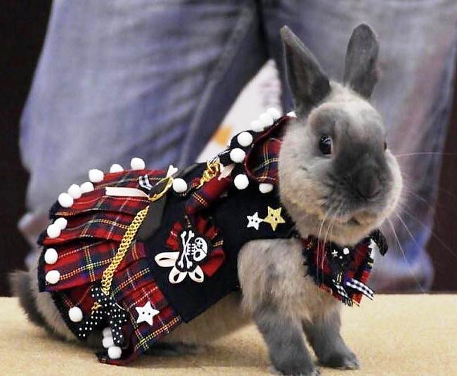 Одяг для кроликів