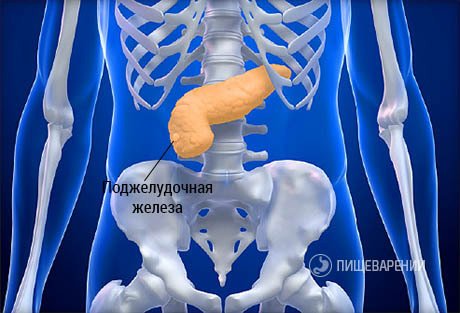 Де знаходиться підшлункова залоза, її точне розташування