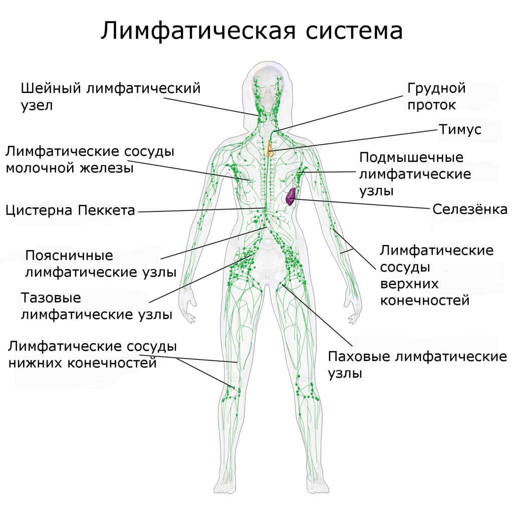 Лімфостаз нижніх кінцівок: причини, симптоми, діагностика і лікування захворювання